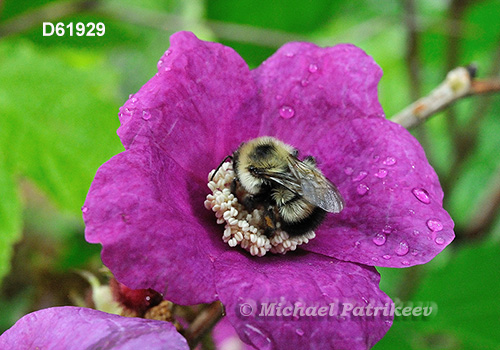 Bombus vagans